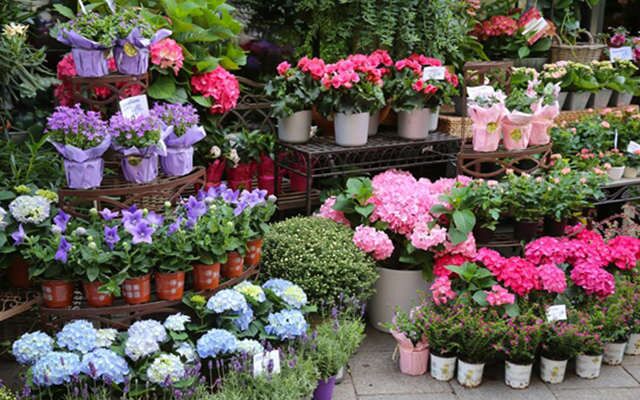 开业送什么植物风水好