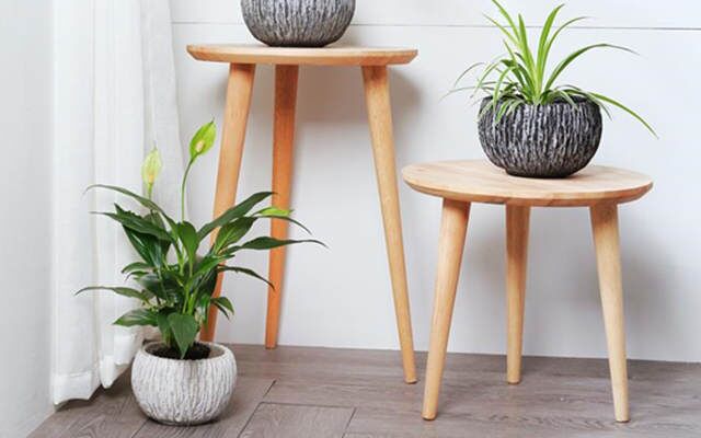 旺事业的六种家居风水植物