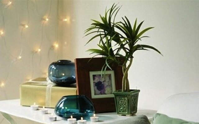 收银台放什么植物风水招财