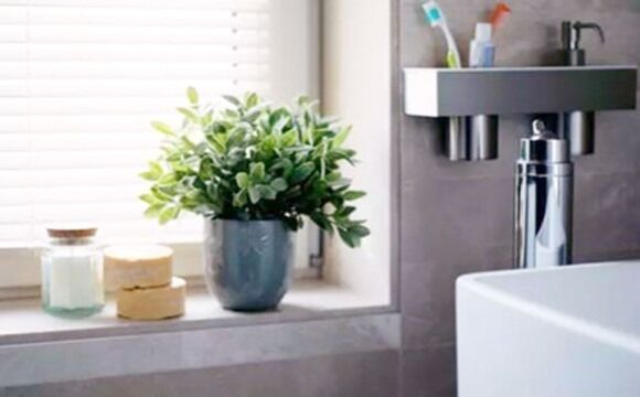 卫生间养花的风水禁忌