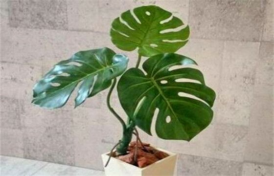 龟背竹是否可以摆在办公室卫生间