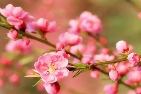 八字桃花运太旺了怎么化解?