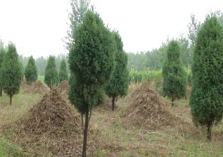 坟地种树有什么讲究