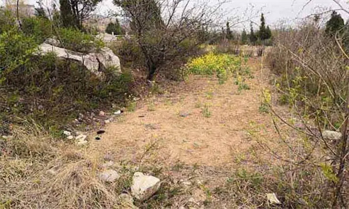 农村看墓地技巧