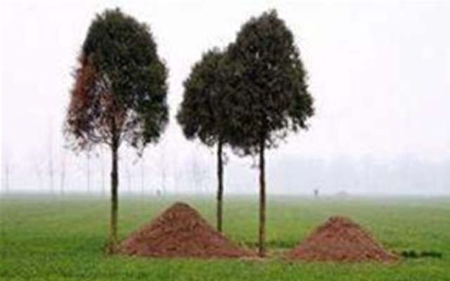 坟墓长树风水好不好