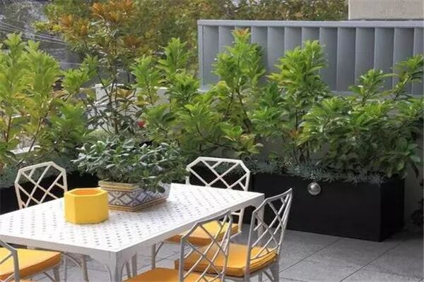 阳台放植物的影响