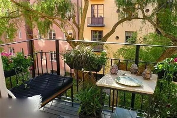 阳台养什么花美观又旺财