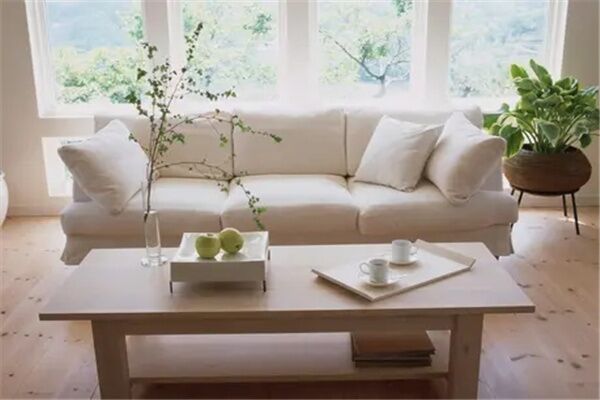 客厅植物选购注意事项