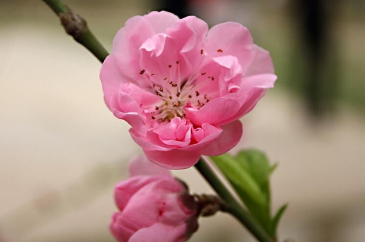 什么样的颜色在风水上招桃花