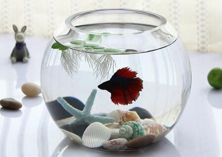 一进门看见鱼缸好不好