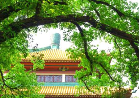 住宅西北方有树不能砍