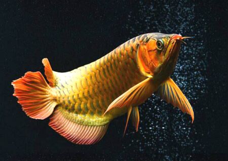 家中养什么风水鱼好