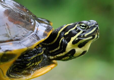 家里养乌龟风水好不好