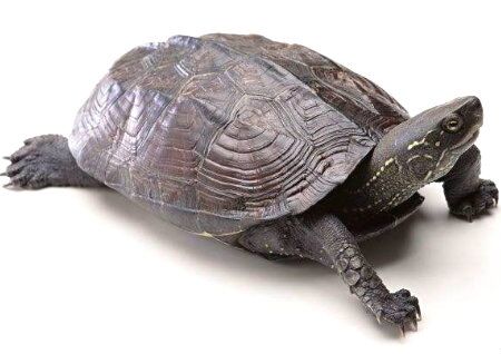 办公室养龟的风水讲究