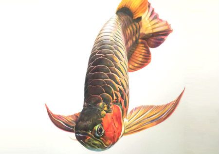 养金龙鱼的风水讲究