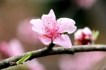 八字桃花杀是什么意思?