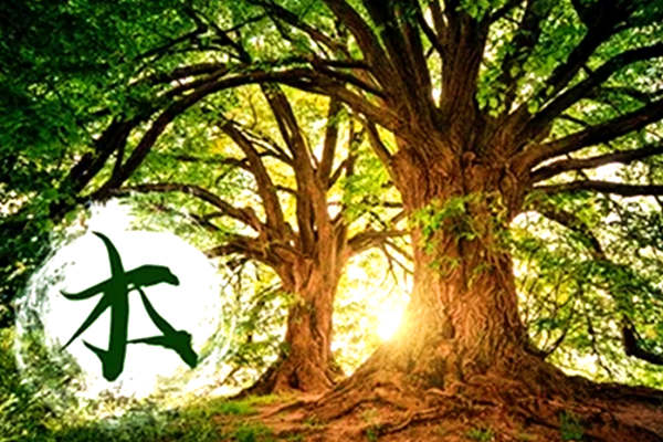 五行中的木的特性是什么?