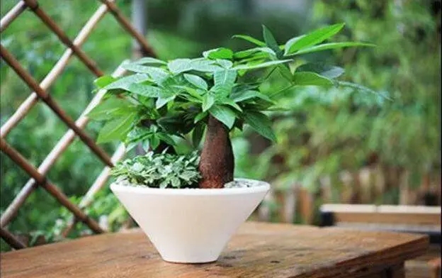 住宅内摆放植物的风水