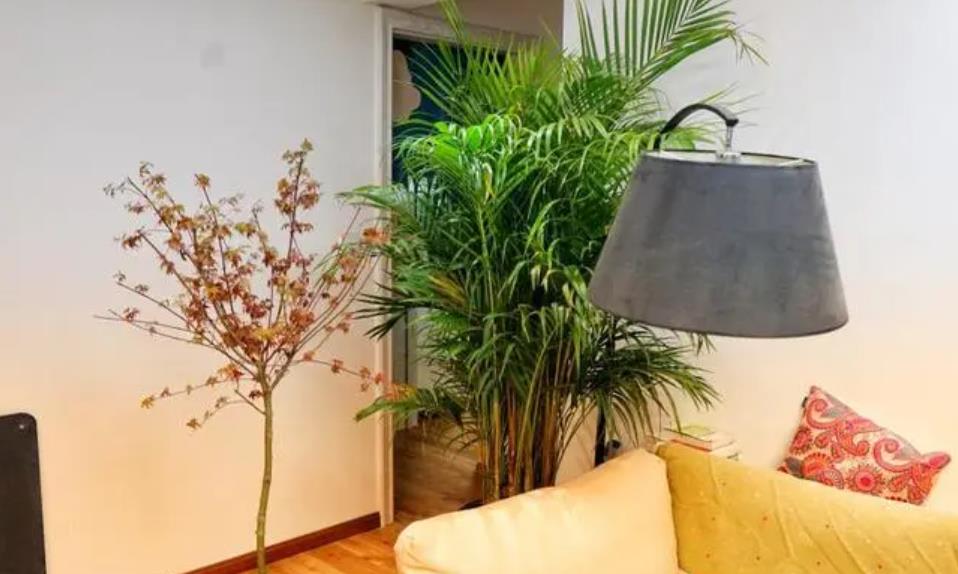 客厅摆放什么花招财