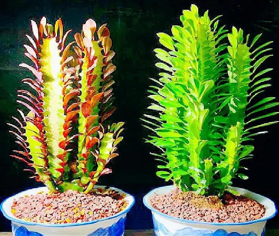 龙骨花在风水中的作用