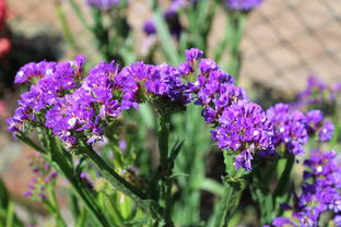 景天树风水作用详解