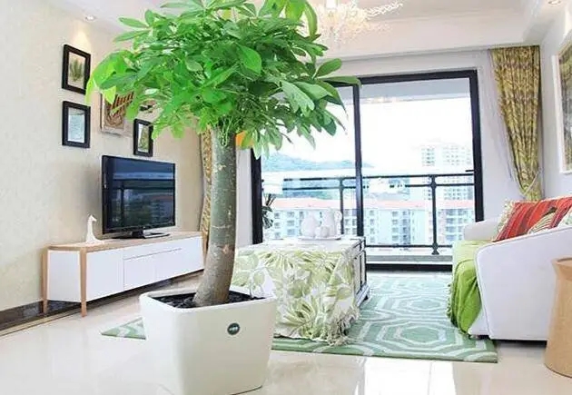 在家摆放发财树哪个位置好