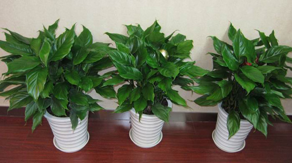 ​万年青风水摆放有什么禁忌