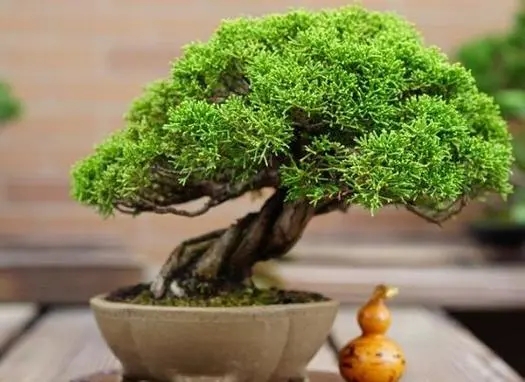 什么植物可以辟邪