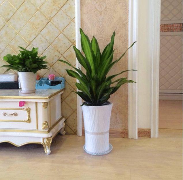 客厅摆放什么植物最好