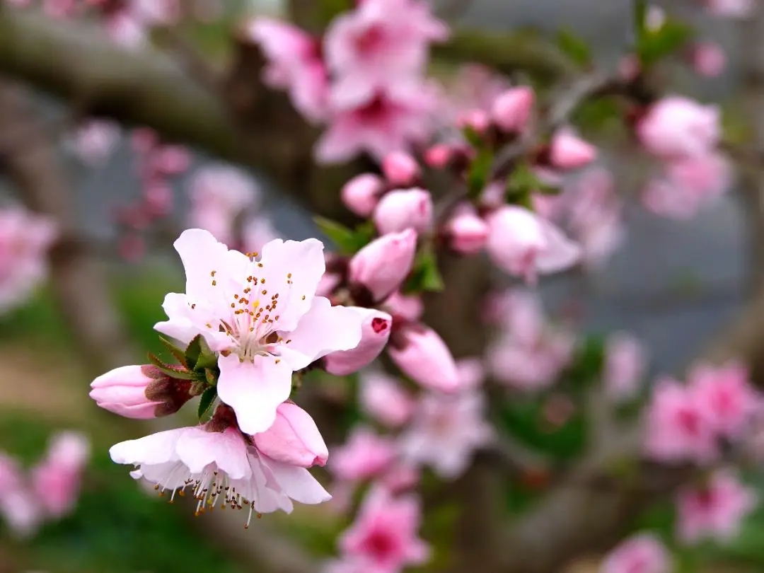 狐狸精缠身怎么解决