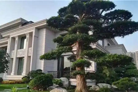 家门口种什么植物风水好又旺财