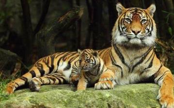 属虎的用什么手机号码好