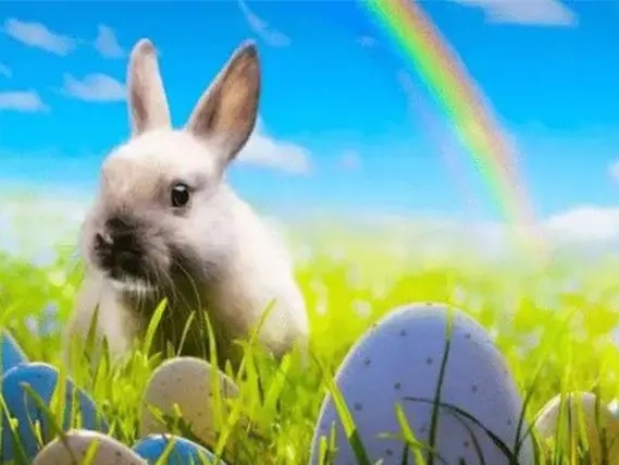 属兔的用什么手机号码好