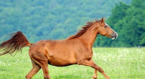 属马的用什么手机号码好