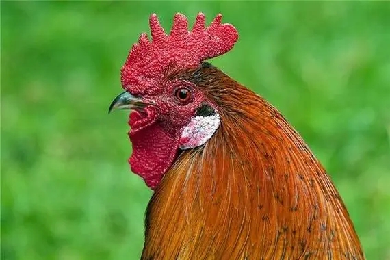 生肖鸡手机号码数理吉凶