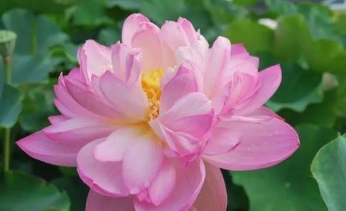 招桃花的号码组合