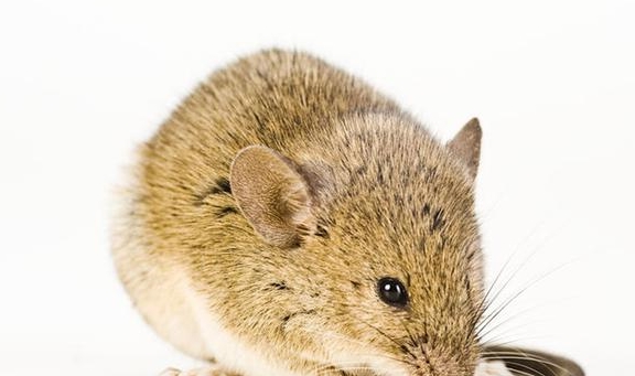 属鼠人手机号吉利数是什么