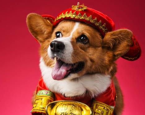 属狗的人如何挑选手机尾号