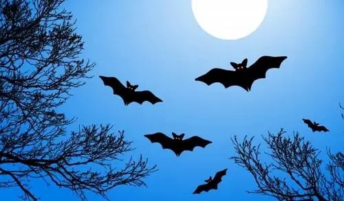 房子进蝙蝠怎么解决