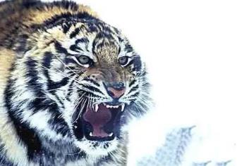 虎口煞的煞气影响