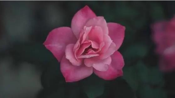 命犯桃花有什么解决的方法