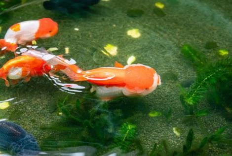 客厅养金鱼风水禁忌