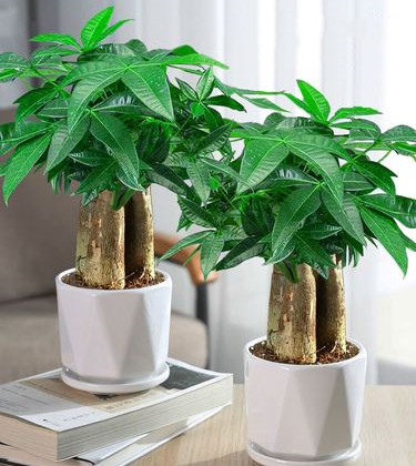 房子越住越旺的征兆有哪些