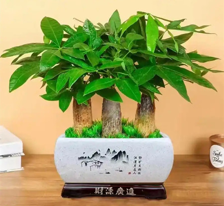 家里养什么植物风水好招财身体好