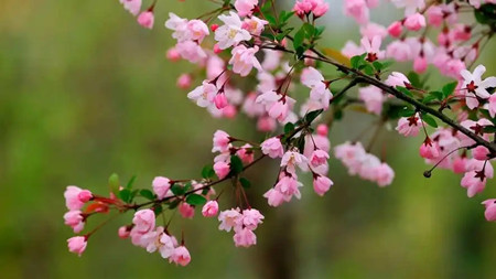 家里的桃花位在哪里