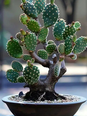 仙人掌放在家里哪里风水好