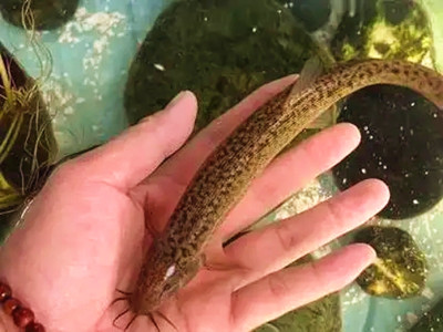 家里养泥鳅风水好不好