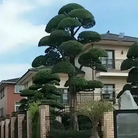 大门前面栽什么树最旺财