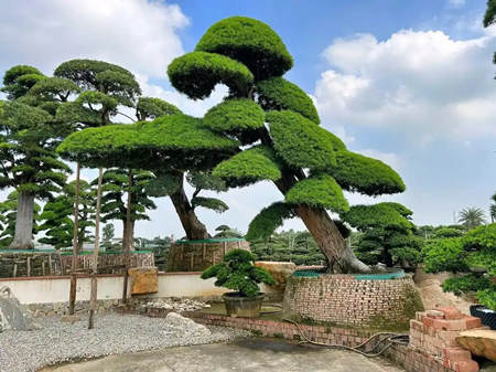 房子的后面栽什么树最好