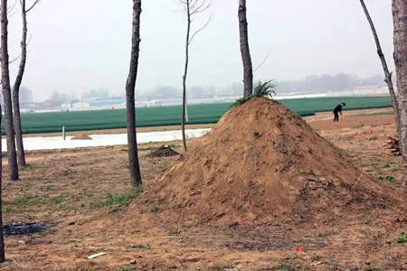 坟墓的后面有马路好不好